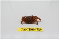 藏品(方形大額蟹)的圖片